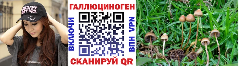 Купить где  Красновишерск  Псилоцибиновые грибы GOLDEN TEACHER 